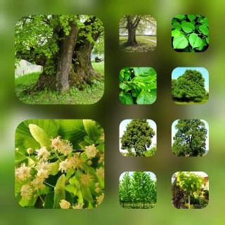 Sadzonka Lipa szerokolistna miododajna 30–50 cm — zdrowe, sprawdzone rośliny