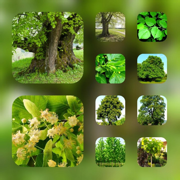 Sadzonka Lipa szerokolistna miododajna 30–50 cm — zdrowe, sprawdzone rośliny