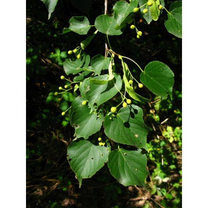 Sadzonka Lipa drobnolistna 150–200 cm — Zdrowa, miododajna do ogrodu