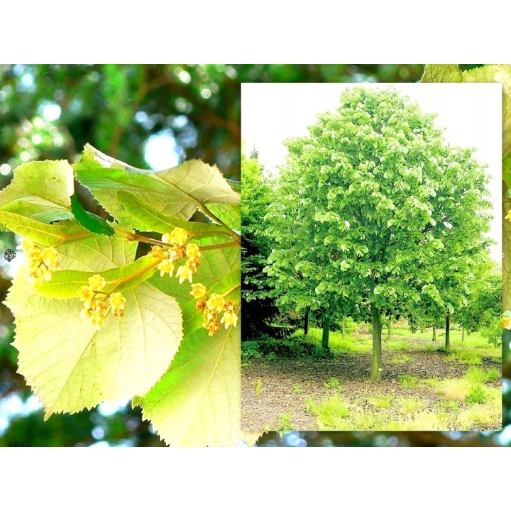 Sadzonka Lipa szerokolistna miododajna 30–50 cm — zdrowe, sprawdzone rośliny