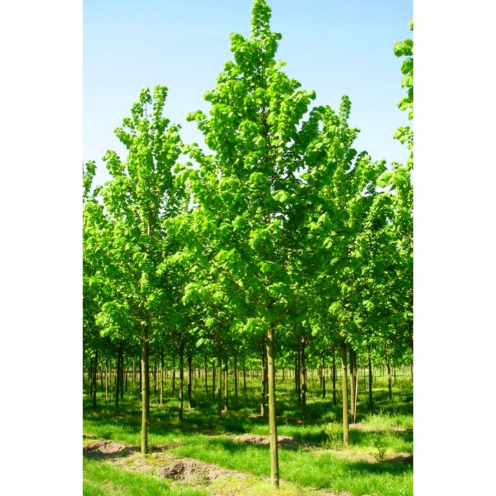 Sadzonka Lipa szerokolistna miododajna 30–50 cm — zdrowe, sprawdzone rośliny