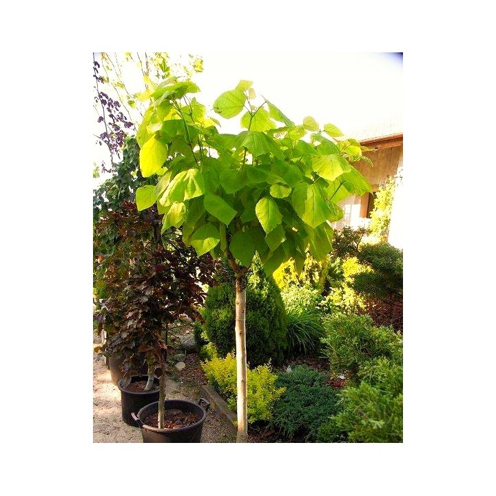 Sadzonka Lipa szerokolistna miododajna 30–50 cm — zdrowe, sprawdzone rośliny