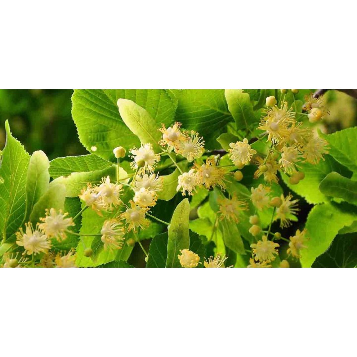 Sadzonka Lipa szerokolistna miododajna 30–50 cm — zdrowe, sprawdzone rośliny