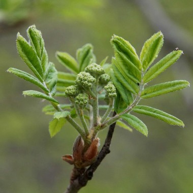 Jarząb pospolity krzew sadzonka jarzębina obw.4-6