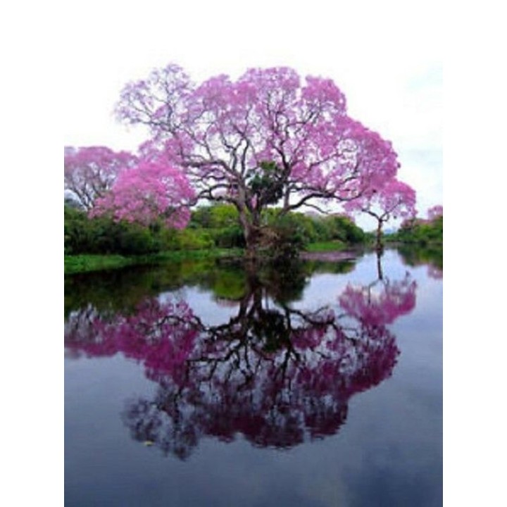 Paulownia cesarskie drzewko szczęścia P9 | Sadzonka 30–40 cm, Klasa Premium