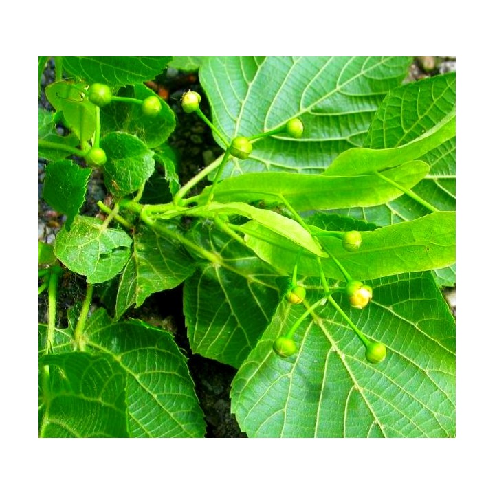 Sadzonka Lipa szerokolistna miododajna 30–50 cm — zdrowe, sprawdzone rośliny