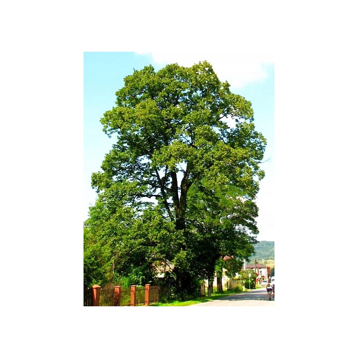 Sadzonka Lipa szerokolistna miododajna 30–50 cm — zdrowe, sprawdzone rośliny