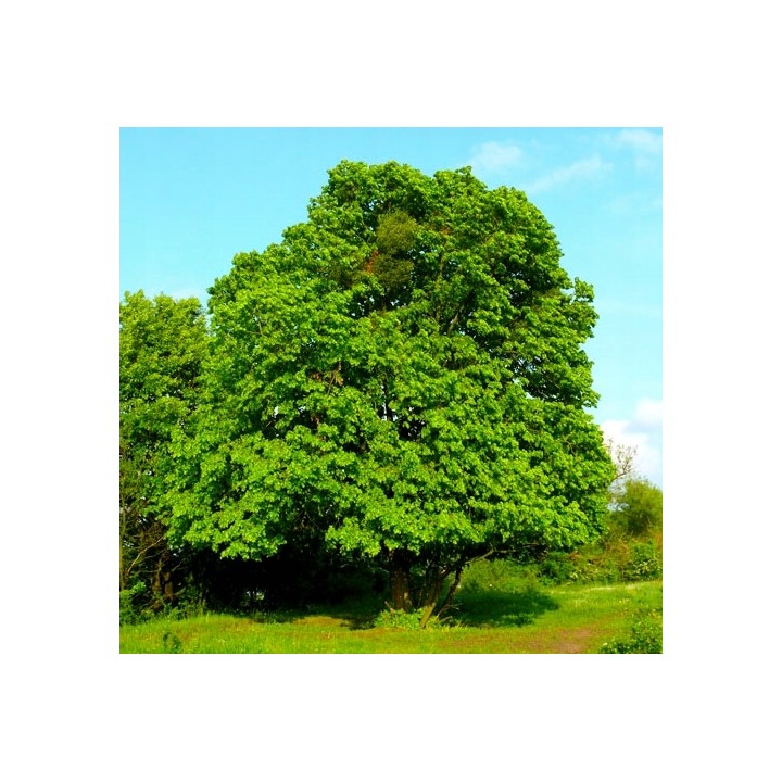 Sadzonka Lipa szerokolistna miododajna 30–50 cm — zdrowe, sprawdzone rośliny