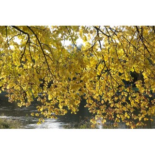 Lipa szerokolistna MIODODAJNA MROZOODPORNA duża