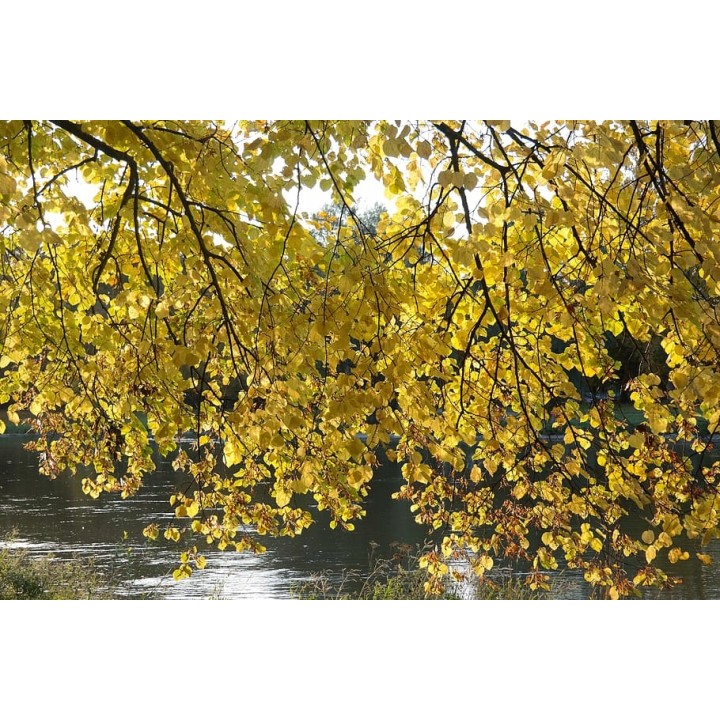 Lipa szerokolistna MIODODAJNA MROZOODPORNA duża