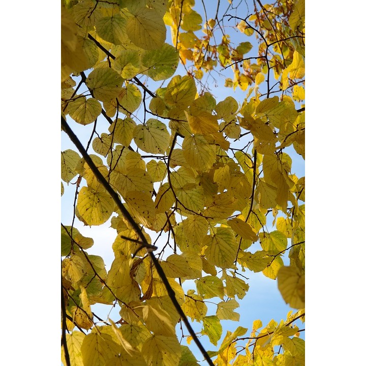 Lipa szerokolistna MIODODAJNA MROZOODPORNA duża