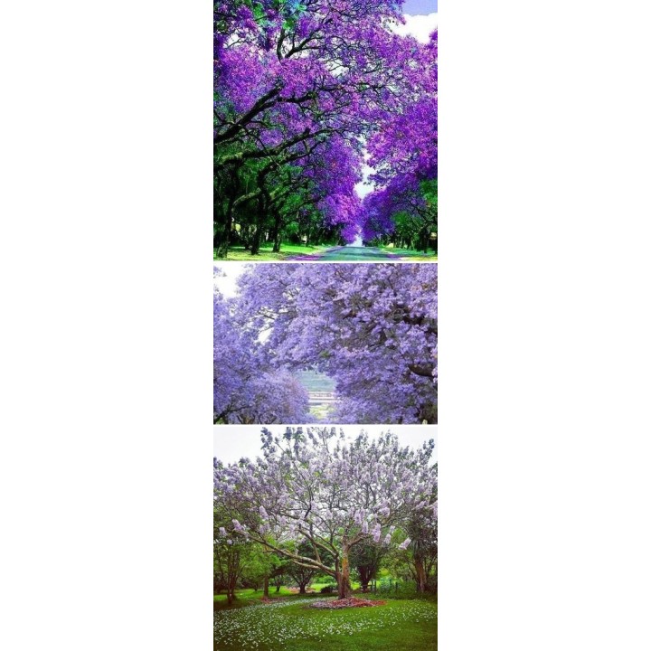 Paulownia cesarskie drzewko szczęścia P9 | Sadzonka 30–40 cm, Klasa Premium