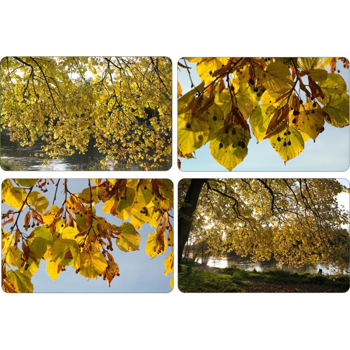 Lipa szerokolistna MIODODAJNA MROZOODPORNA duża