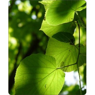 Lipa drobnolistna SADZONKI ZDROWA MIODODAJNA 10szt