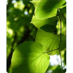 Lipa drobnolistna (Tilia cordata) sadzonka wys. 120-140 cm - 10 szt