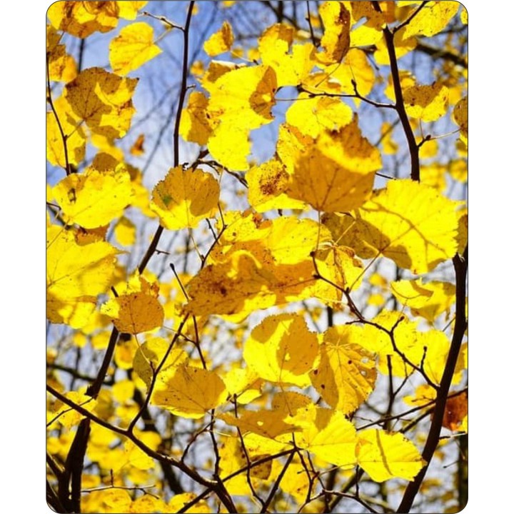 Lipa szerokolistna MIODODAJNA MROZOODPORNA duża