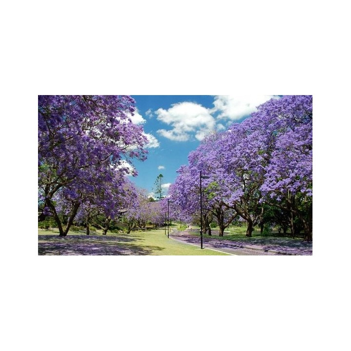 Paulownia cesarskie drzewko szczęścia P9 | Sadzonka 30–40 cm, Klasa Premium