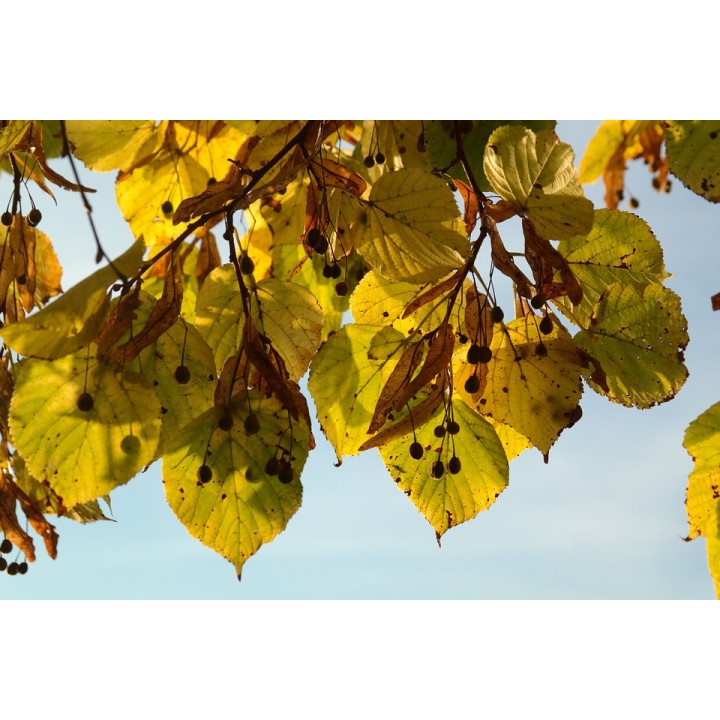 Lipa szerokolistna MIODODAJNA MROZOODPORNA duża