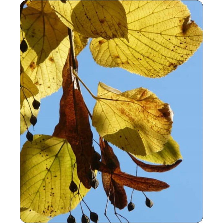 Lipa drobnolistna SADZONKI ZDROWA MIODODAJNA 10szt