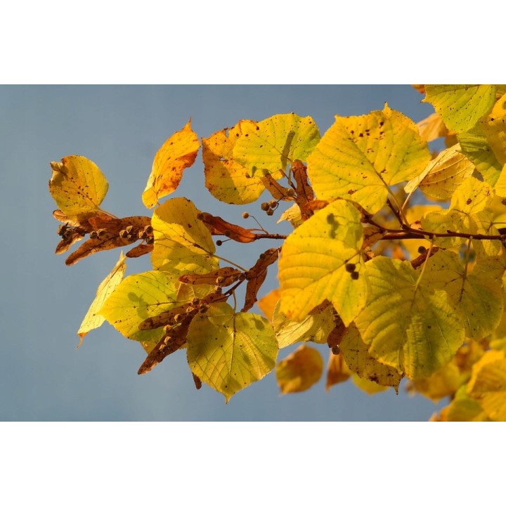 Lipa szerokolistna MIODODAJNA MROZOODPORNA duża