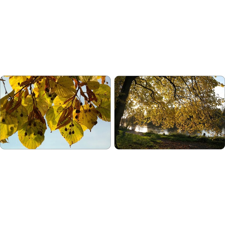 Lipa szerokolistna MIODODAJNA MROZOODPORNA duża