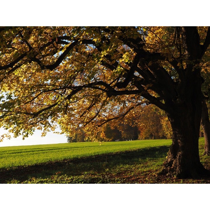 Lipa drobnolistna SADZONKI ZDROWA MIODODAJNA 10szt