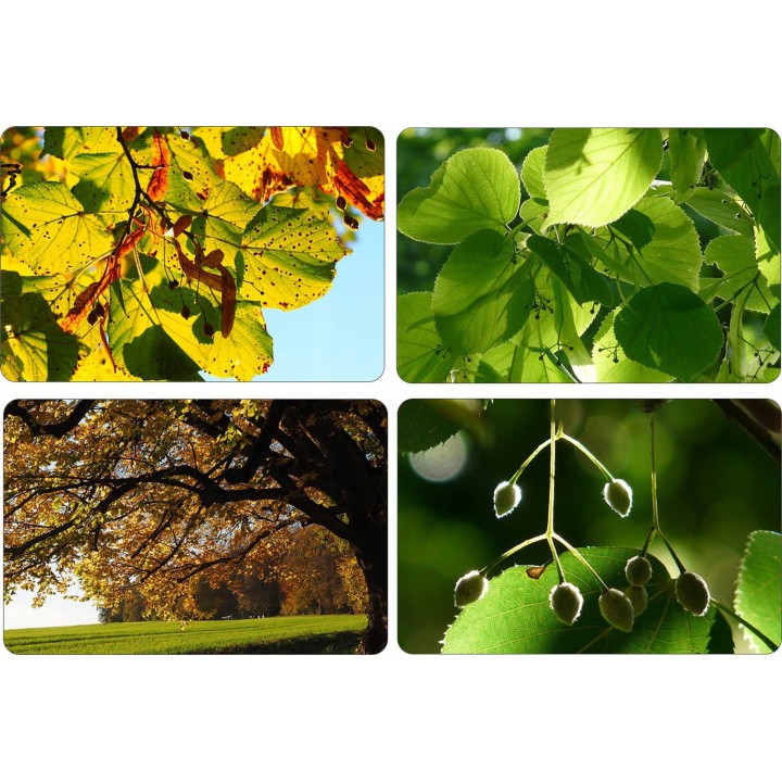 Lipa drobnolistna SADZONKI ZDROWA MIODODAJNA 10szt