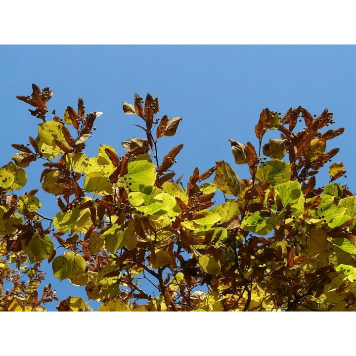 Lipa drobnolistna SADZONKI ZDROWA MIODODAJNA 10szt