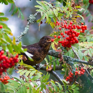 Jarząb pospolity krzew sadzonka jarzębina obw.12-14