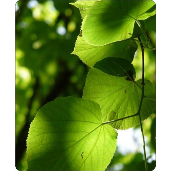 Lipa drobnolistna SADZONKI ZDROWA MIODODAJNA 1 szt