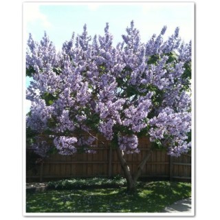 Paulownia cesarska (Paulownia tomentosa) sadzonka 40–60 cm w doniczce P9 — Drzewko Szczęścia