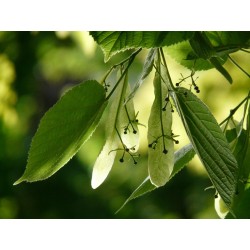Lipa drobnolistna (Tilia cordata) sadzonki wys. 90-120 cm - 10 szt.