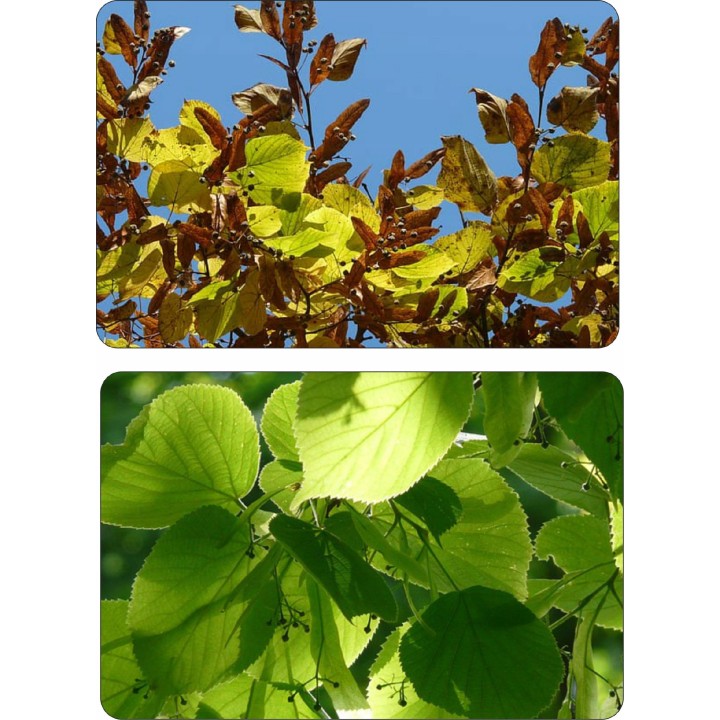 Lipa drobnolistna SADZONKI ZDROWA MIODODAJNA 1 szt