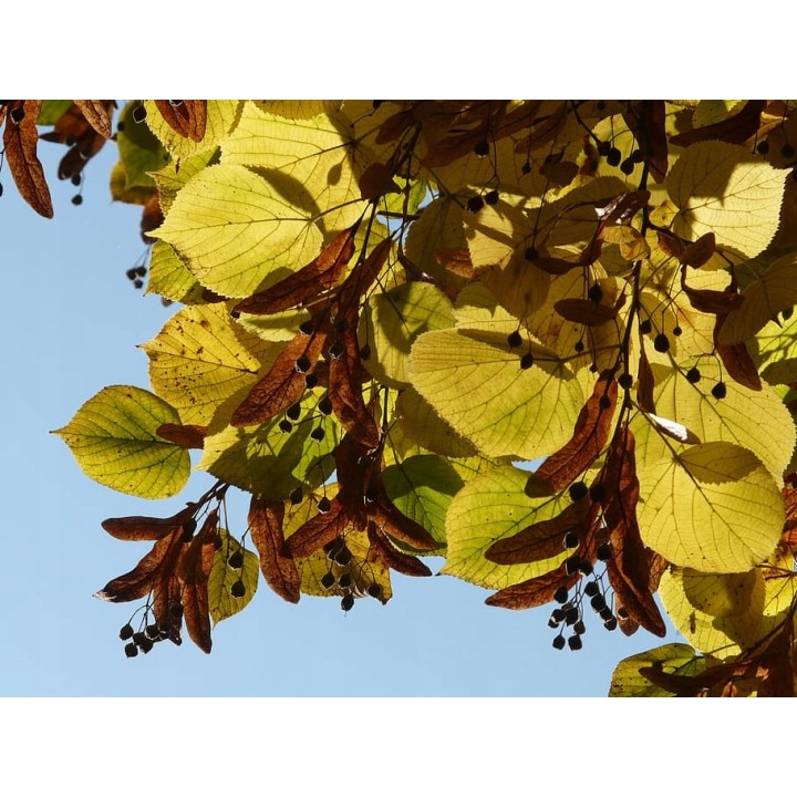 Lipa drobnolistna SADZONKI ZDROWA MIODODAJNA obw.6-8 cm