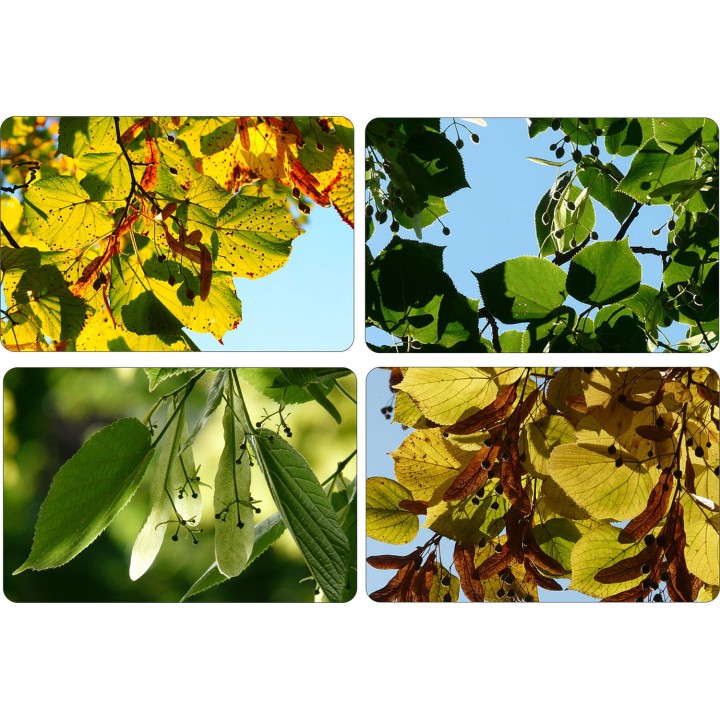 Lipa drobnolistna SADZONKI ZDROWA MIODODAJNA 10szt