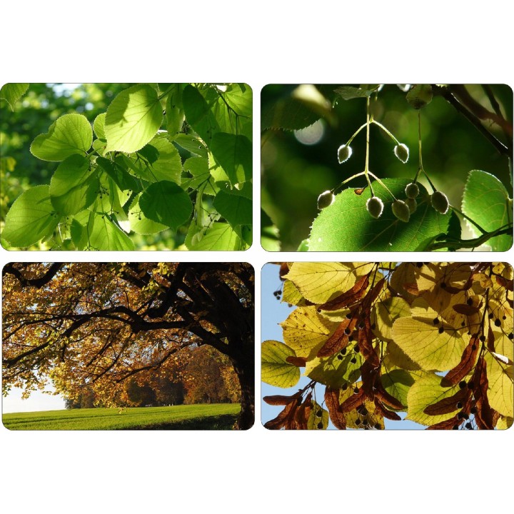 Lipa drobnolistna SADZONKI ZDROWA MIODODAJNA obw.6-8 cm