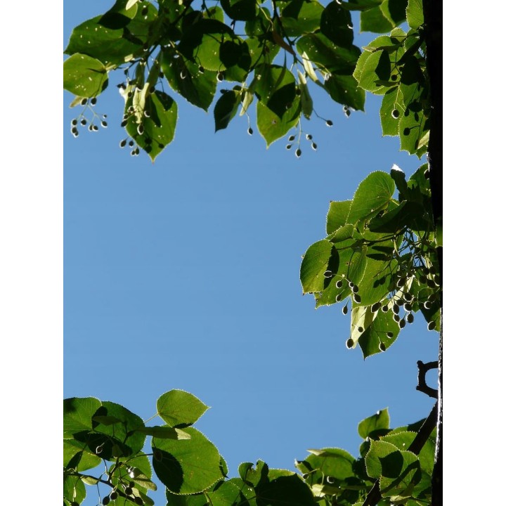 Lipa drobnolistna SADZONKI ZDROWA MIODODAJNA 10szt