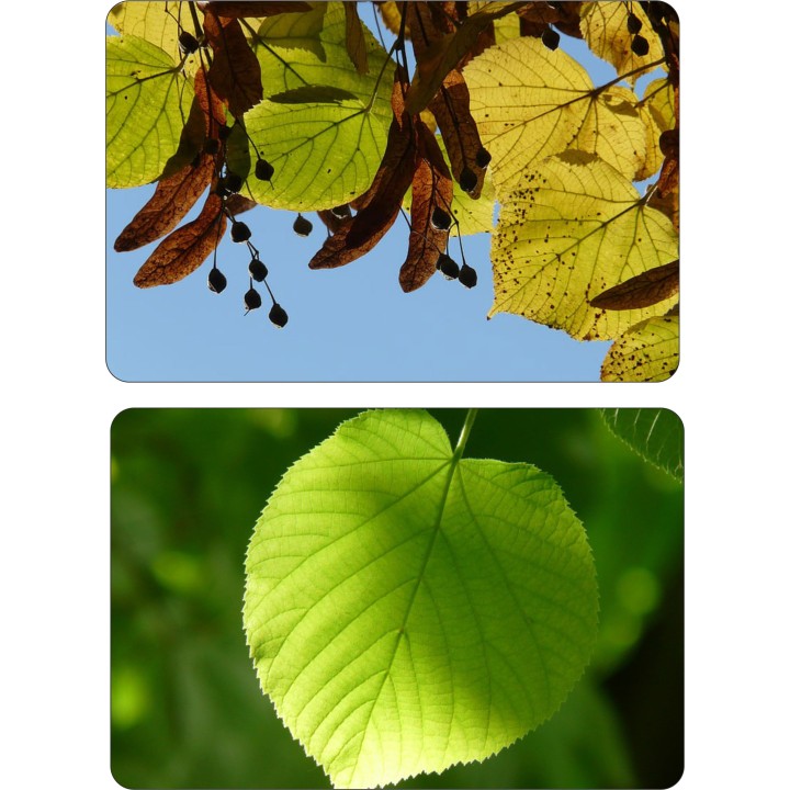 Lipa drobnolistna SADZONKI ZDROWA MIODODAJNA obw.8-10 cm