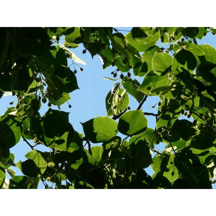 Lipa drobnolistna SADZONKI ZDROWA MIODODAJNA 10szt