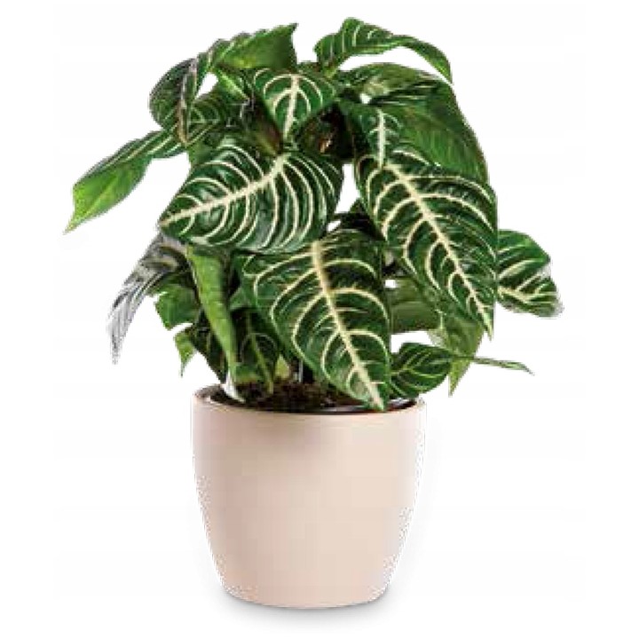 Paulownia cesarska (Paulownia tomentosa) sadzonka 40–60 cm w doniczce P9 — Drzewko Szczęścia