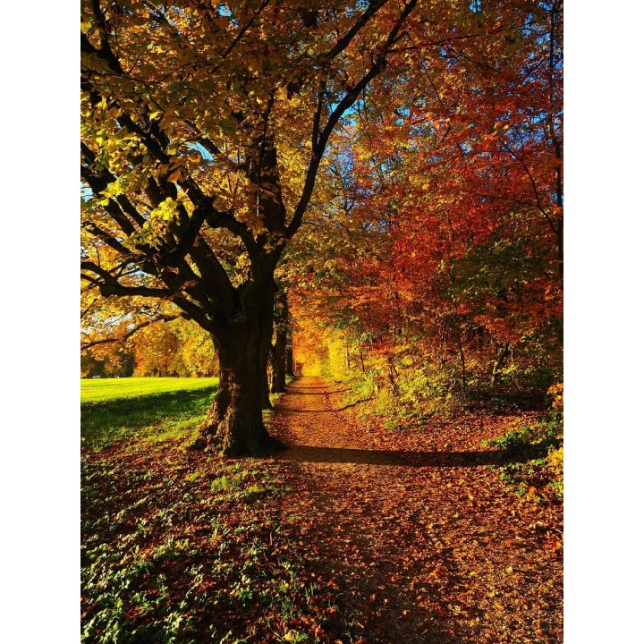 Lipa drobnolistna SADZONKI ZDROWA MIODODAJNA 1 szt