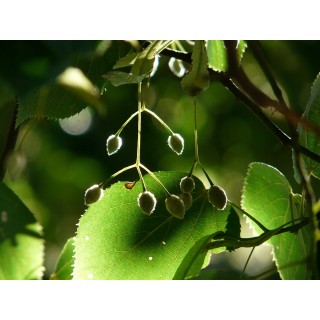 Lipa drobnolistna SADZONKI ZDROWA MIODODAJNA 10szt