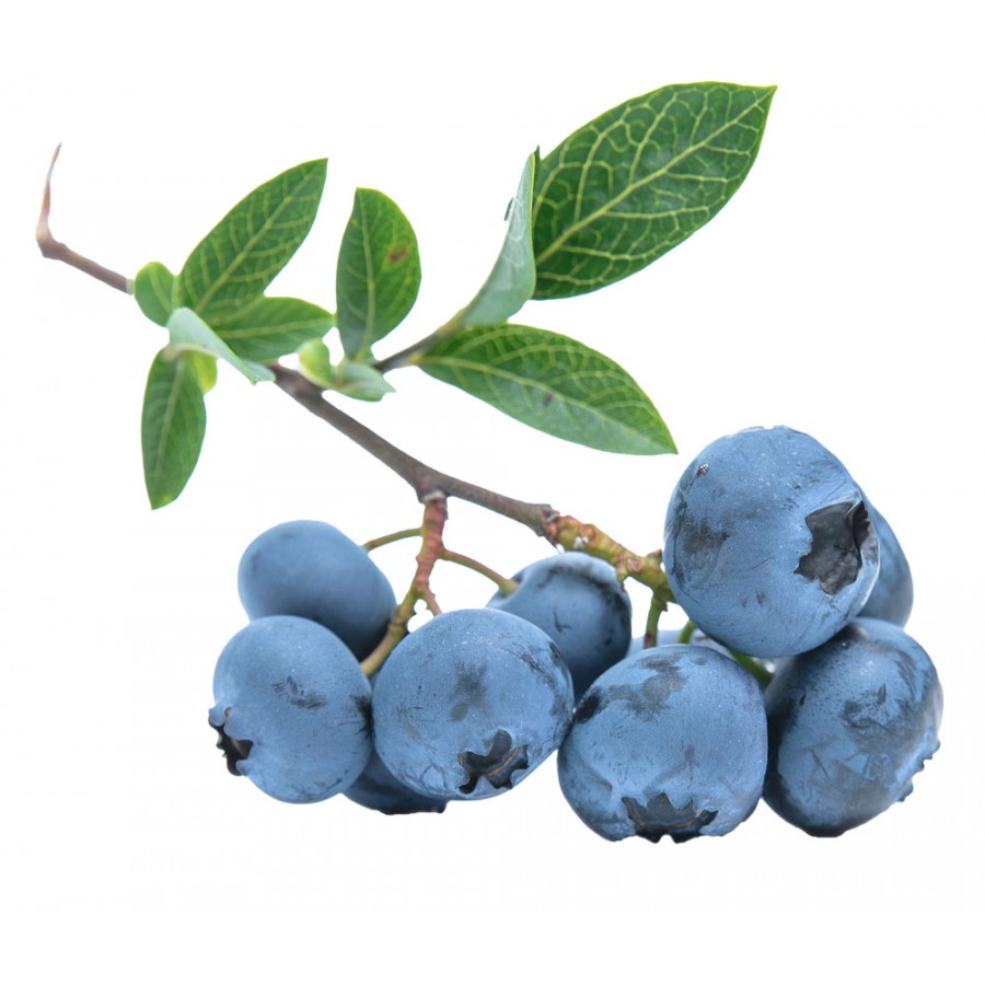 Borówka amerykańska Bluecrop sadzonka 30-40 cm owocująca