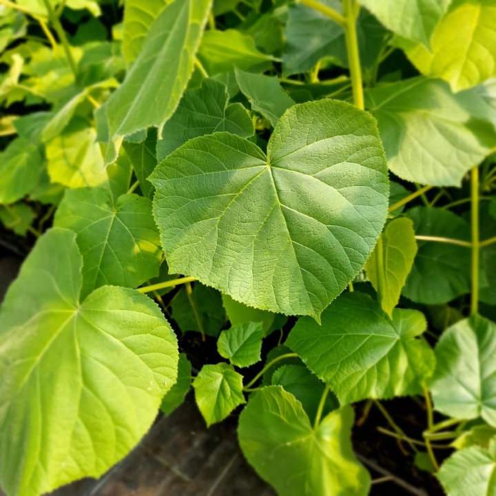 Paulownia cesarska (Paulownia tomentosa) sadzonka 40–60 cm w doniczce P9 — Drzewko Szczęścia