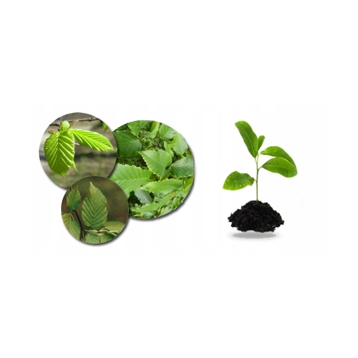 Lipa drobnolistna SADZONKI ZDROWA MIODODAJNA obw.8-10 cm