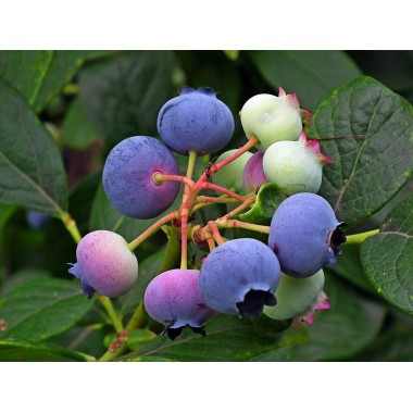 Borówka amerykańska Bluecrop sadzonka 30-40 cm owocująca