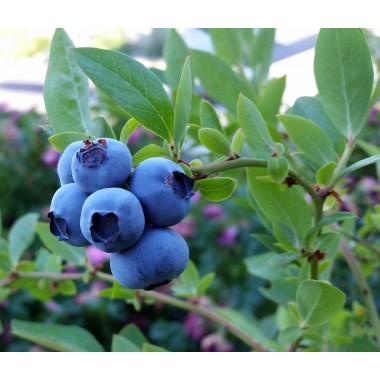 Borówka amerykańska Bluecrop sadzonka 30-40 cm owocująca