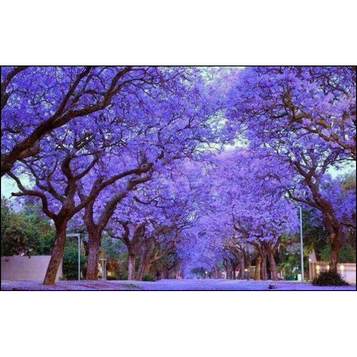 Paulownia cesarska (Paulownia tomentosa) sadzonka 40–60 cm w doniczce P9 — Drzewko Szczęścia