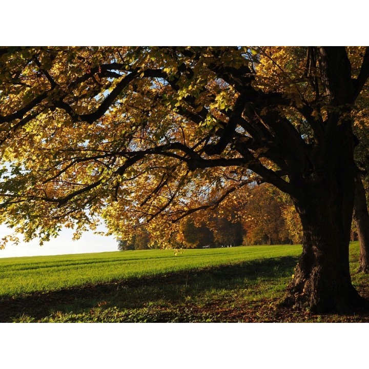 Lipa drobnolistna SADZONKI ZDROWA MIODODAJNA 10szt