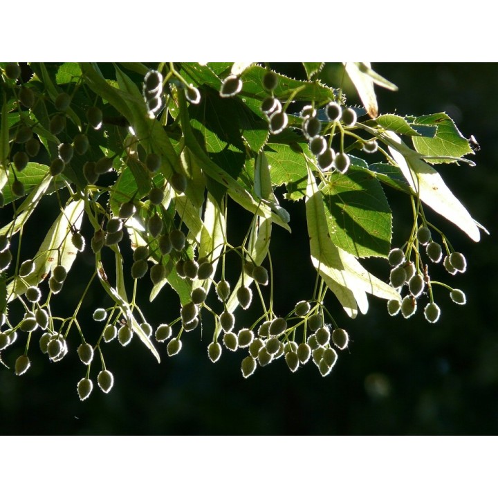 Lipa drobnolistna SADZONKI ZDROWA MIODODAJNA obw.8-10 cm